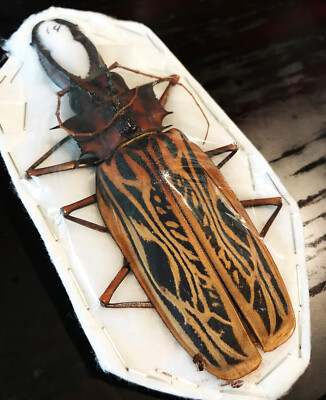 WOW Macrodontia cervicornis HUGE Beetle Peru MALE +140mm Unspread