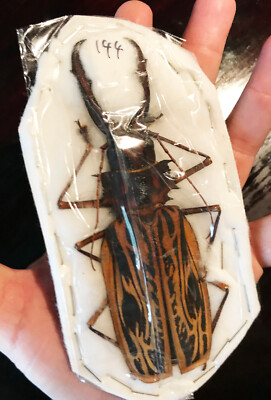 Macrodontia cervicornis GIANT Beetle Peru MALE +144mm Unspread in