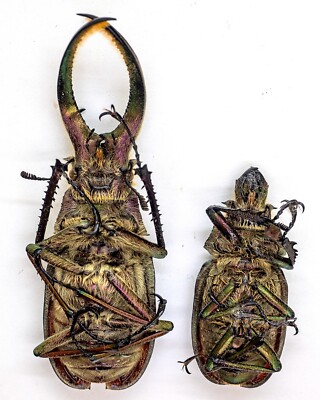 Lucanidae - Stag Beetle - Sphaenognathus feisthameli (4 eyes