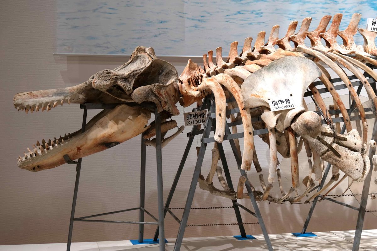 クジラ＆イルカの巨大骨格が所狭しと展示された企画展「集まれ！三重の