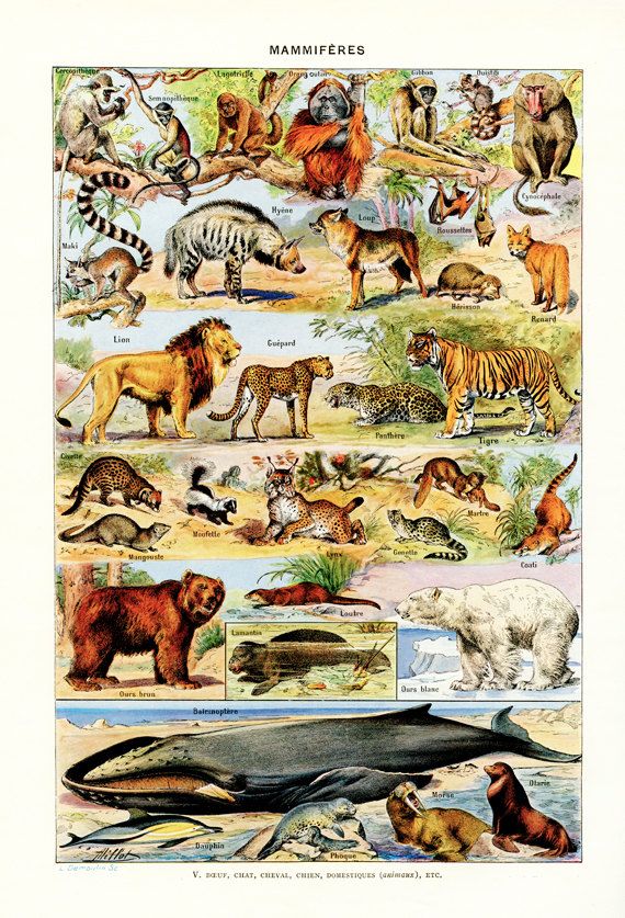 1948 Vintage Animal Art French Wall Wildlife Art. Antique Mammals