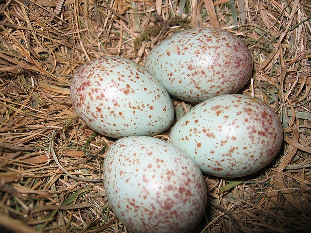 Mistle Thrush Eggs