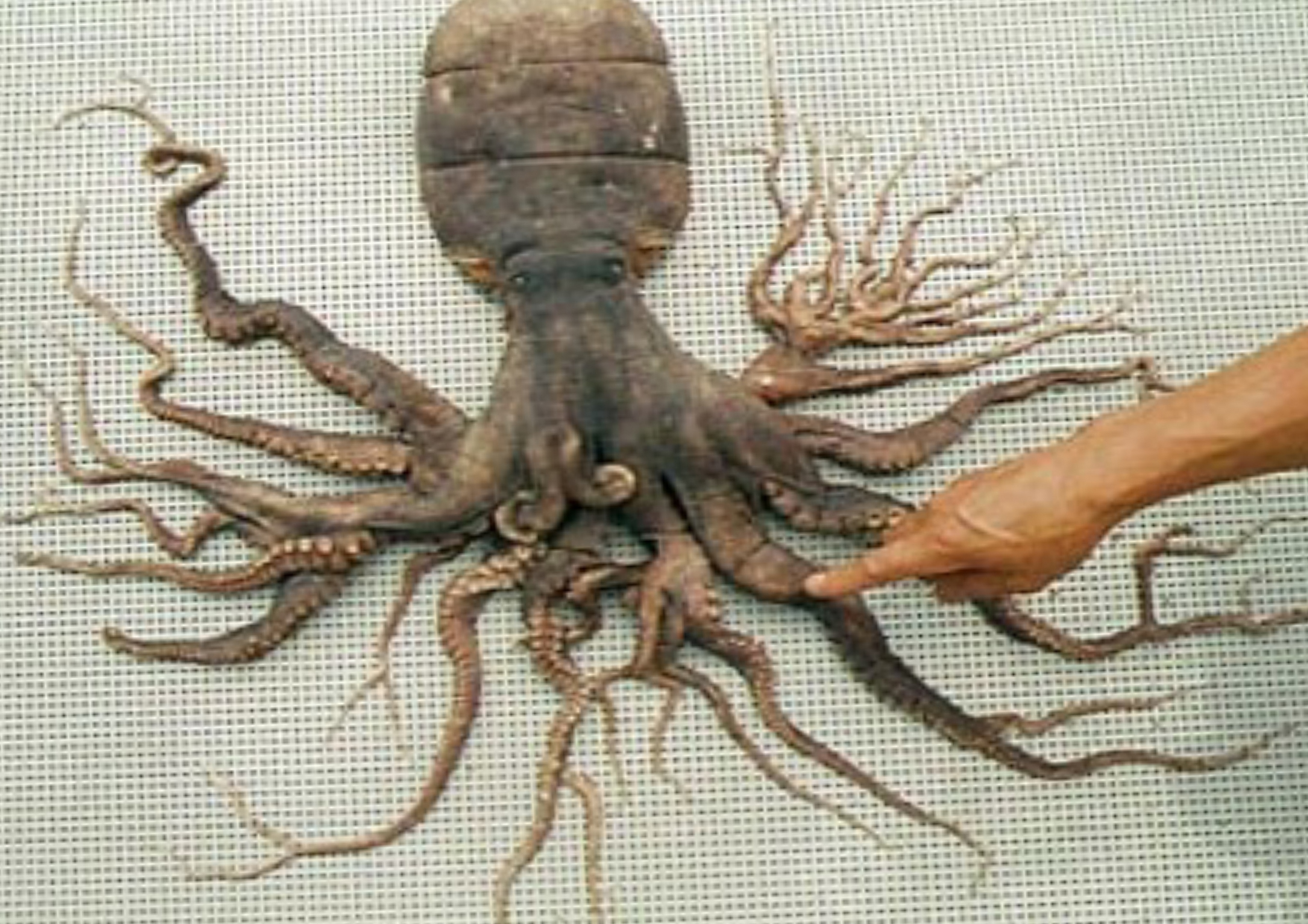 1998年、日本（的矢湾の近く）で98本の触手を持つタコが発見されたん