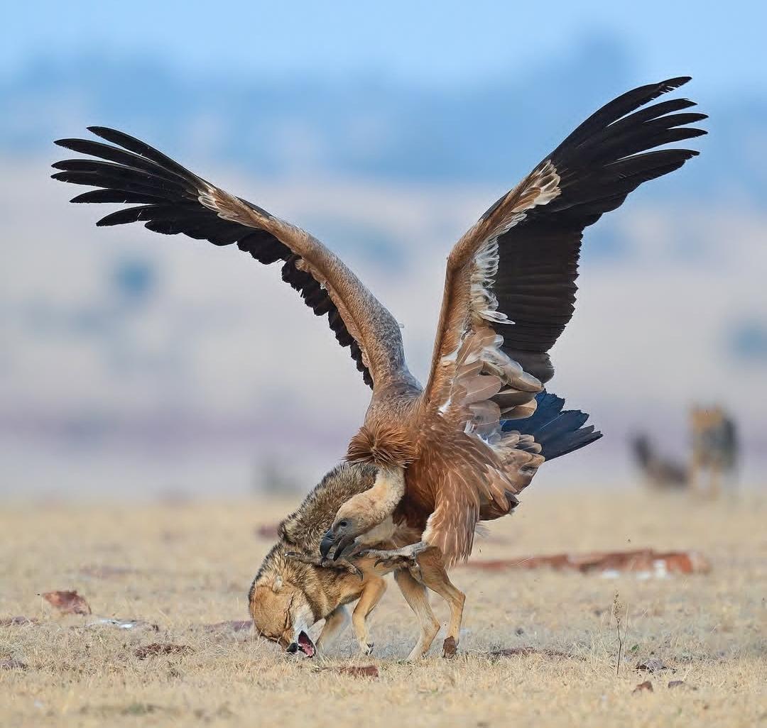 A Eurasian Griffon Vulture vs A Jackal (Photo Credit: Devki Nandan
