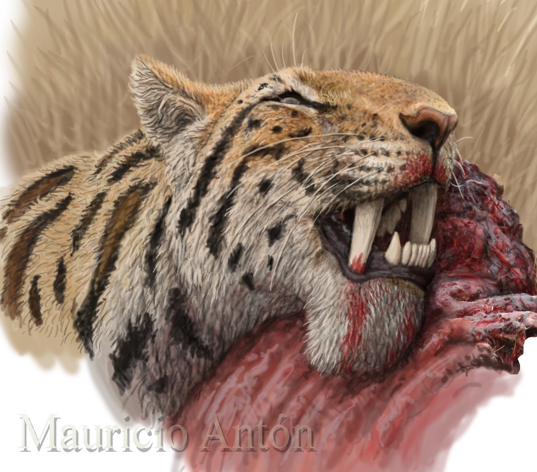 最初のサーベルタイガー、メガンテレオン : r/Naturewasmetal