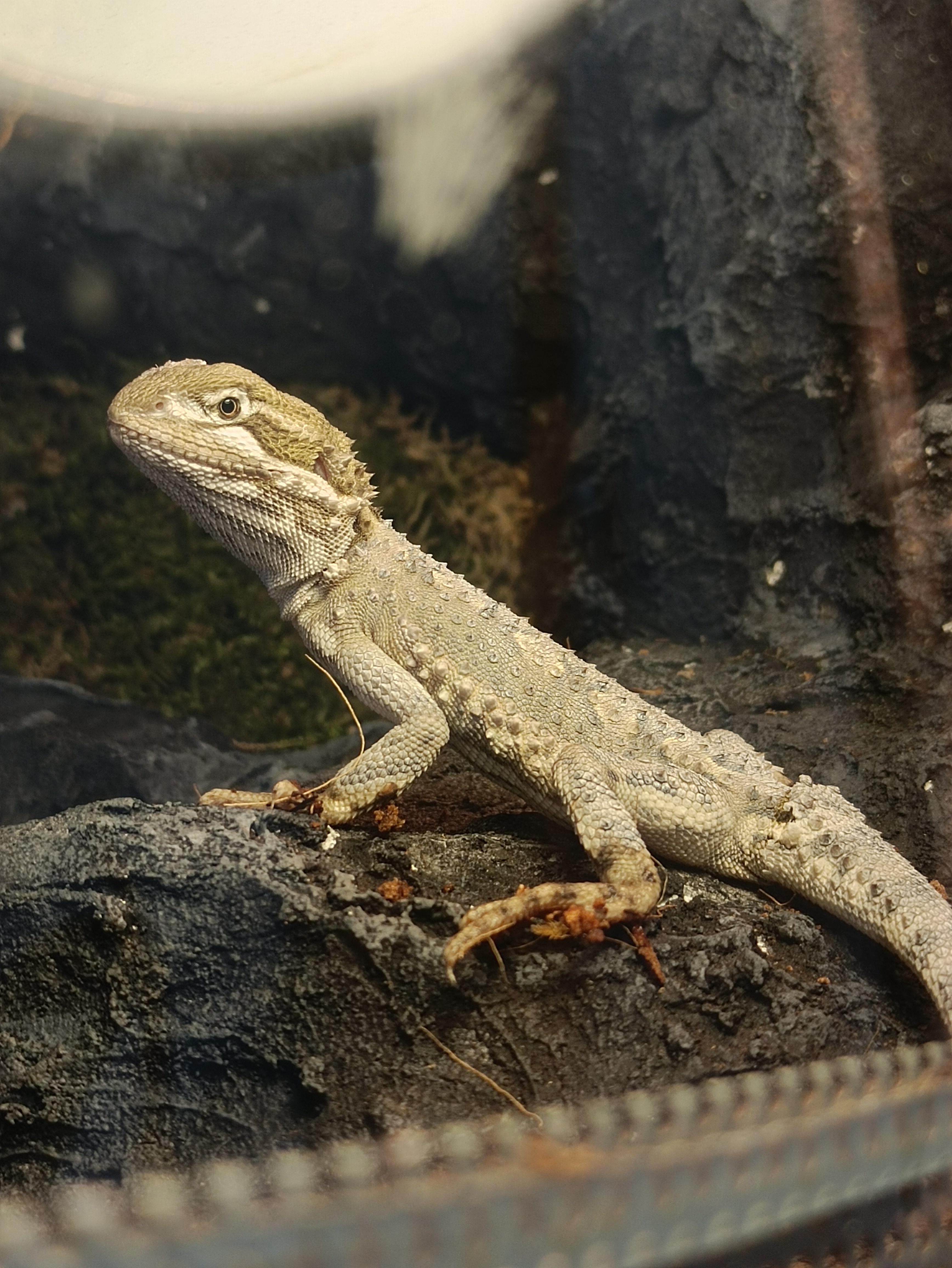 新しいフトアゴヒゲトカゲ、ヘンリーローソン : r/BeardedDragons
