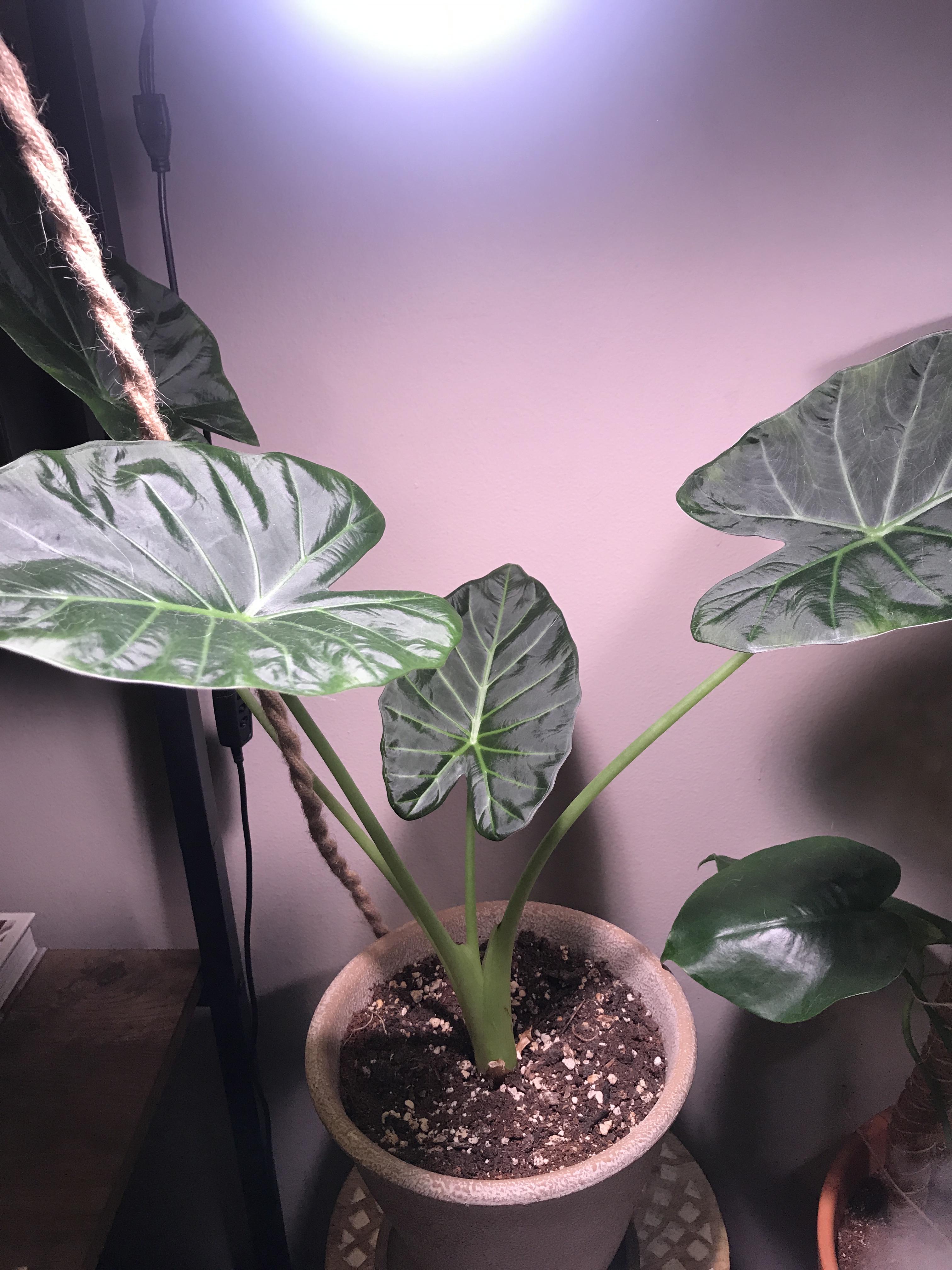 このアロカシア・リーガルシールド、すごくラッキーだった！一番