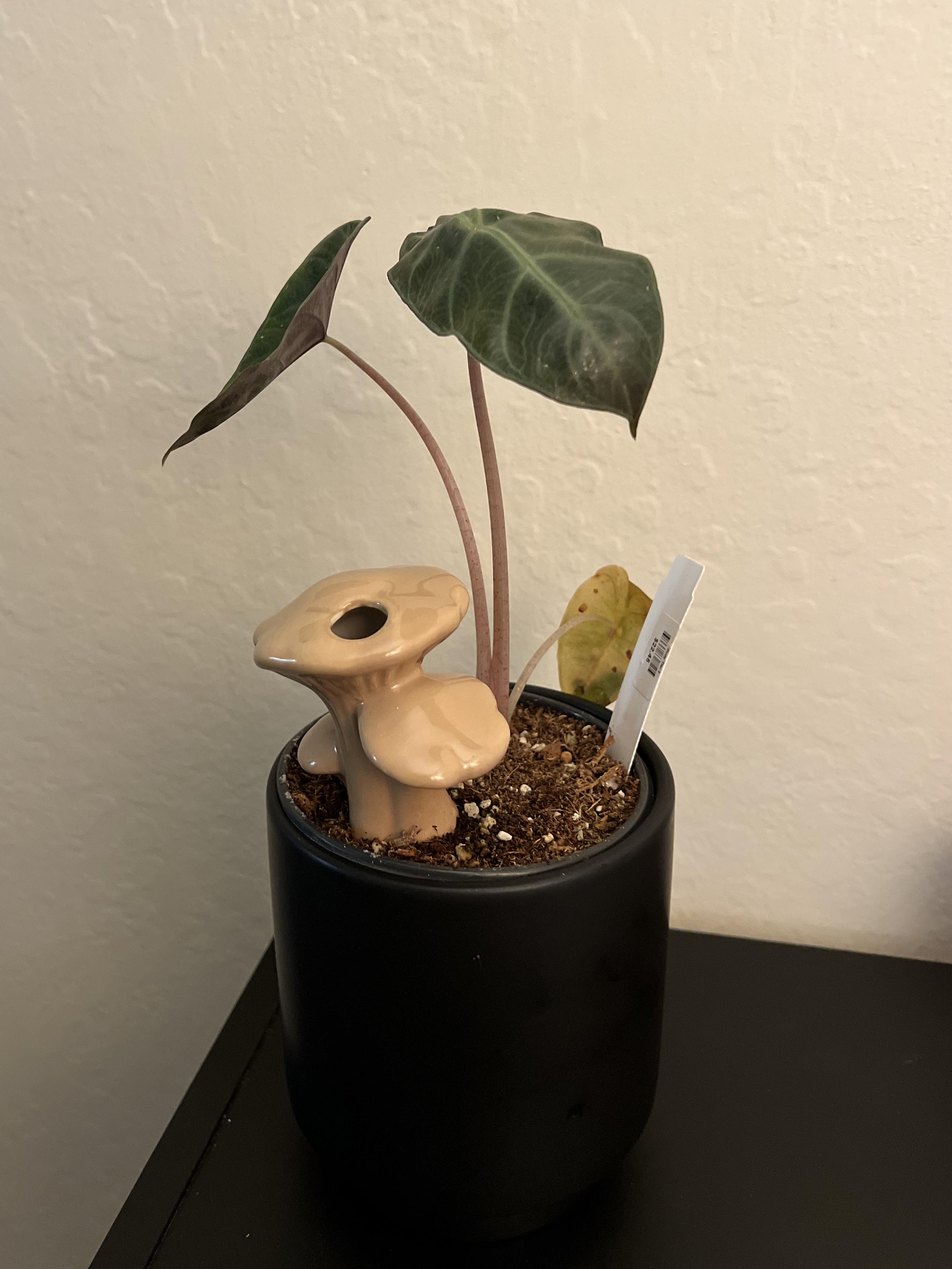 アロカシア「ピンクドラゴン」のお世話について : r/houseplants