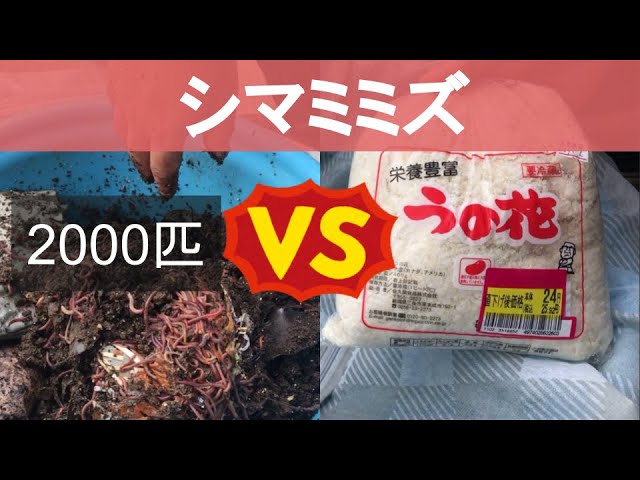 2000匹のミミズにうの花(おから)を食べさせてみました！ - YouTube