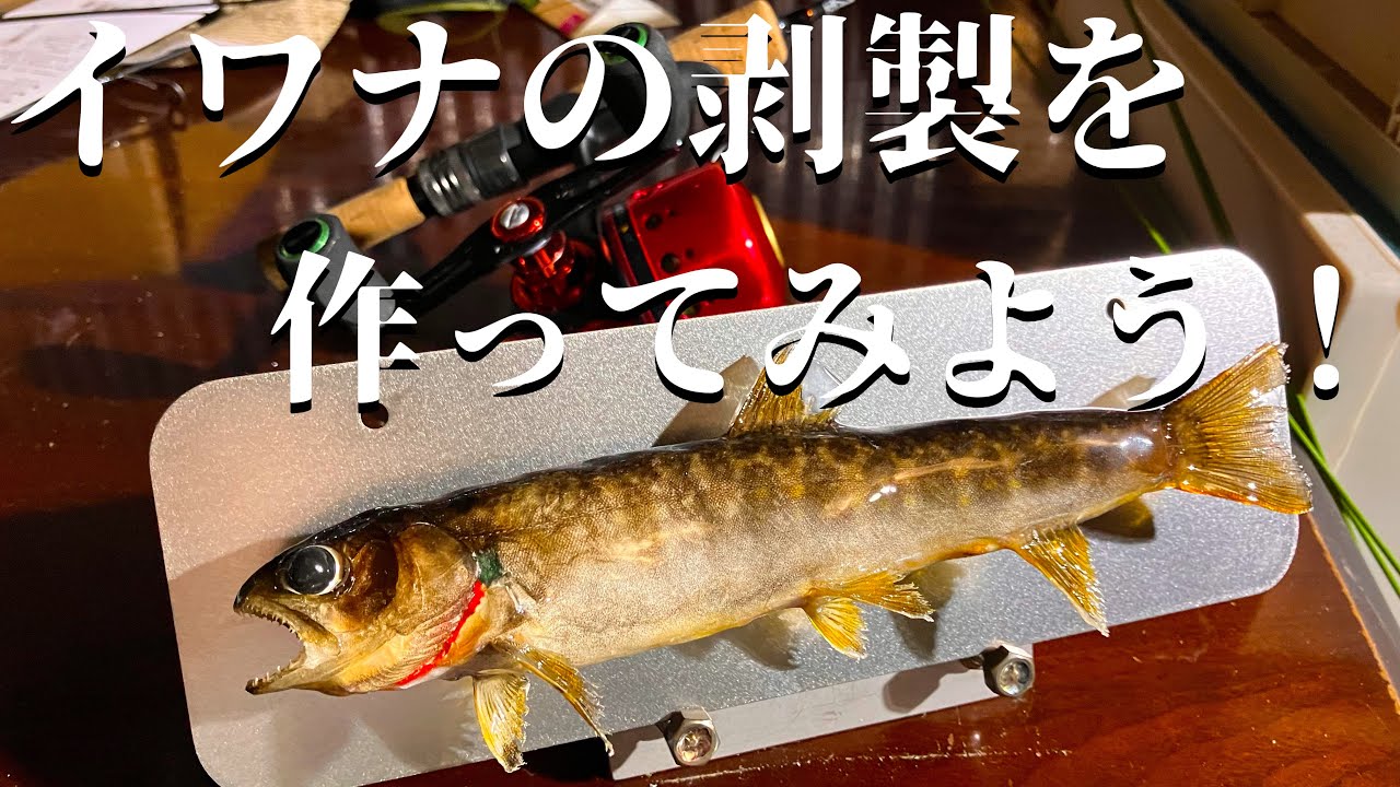 今年一番の鮎で剥製を作ってもらう回 東海釣魚堂さんにて - YouTube