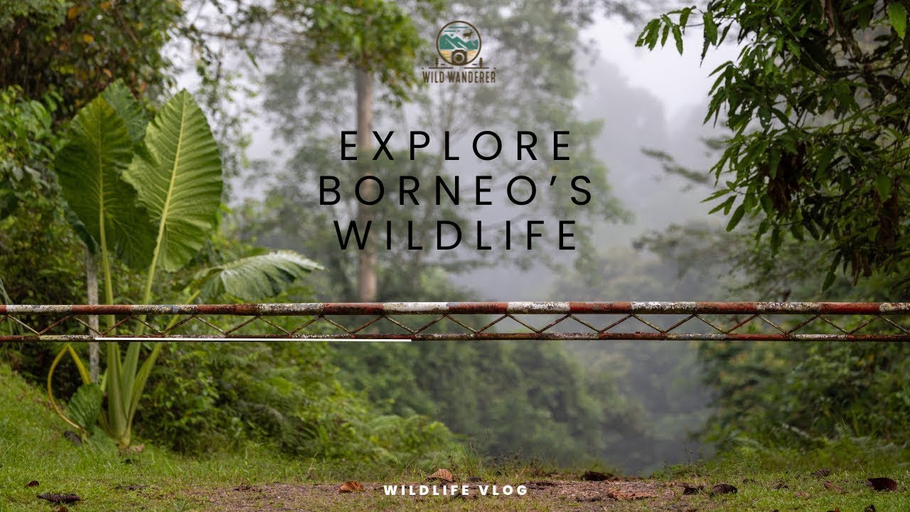 Explore and photograph Borneo's wildlife 🇲🇾 📸 - YouTube
