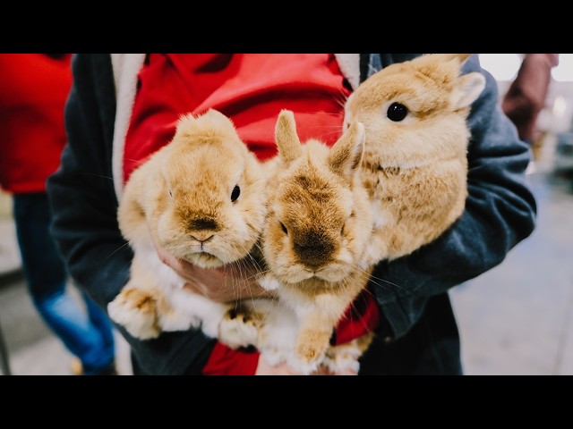 ep85: 산토끼 토끼야 어디를 가느냐 l 미스 래빗 선발대회 갑니다