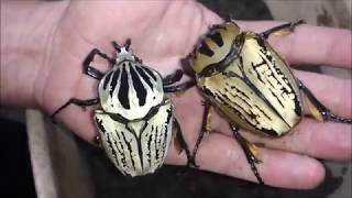 Beautiful goliath beetles raised at home. Goliathus orientalis