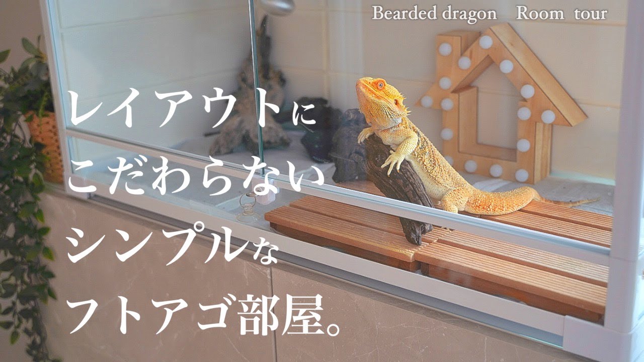 ルームツアー】フトアゴヒゲトカゲの飼育部屋紹介 | ケージレイアウト