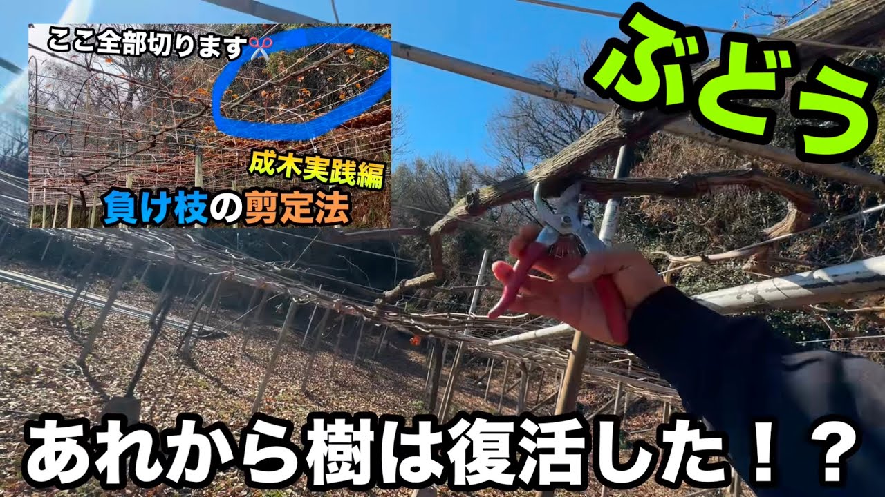 How to prune grapevine branches - Has the tree recovered since