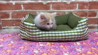 ペットショップCOO&RIKU No.00748441 ノルウェージャン・フォレスト