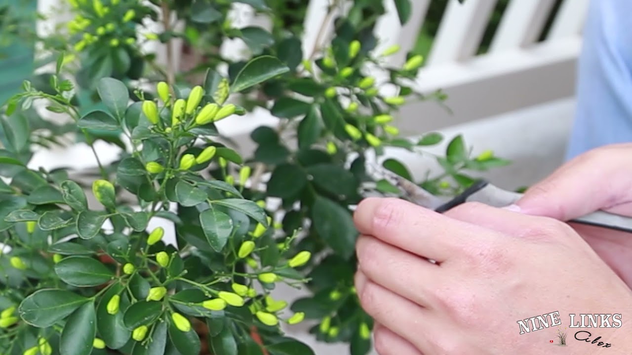 maxresdefault.jpg?sqp=-