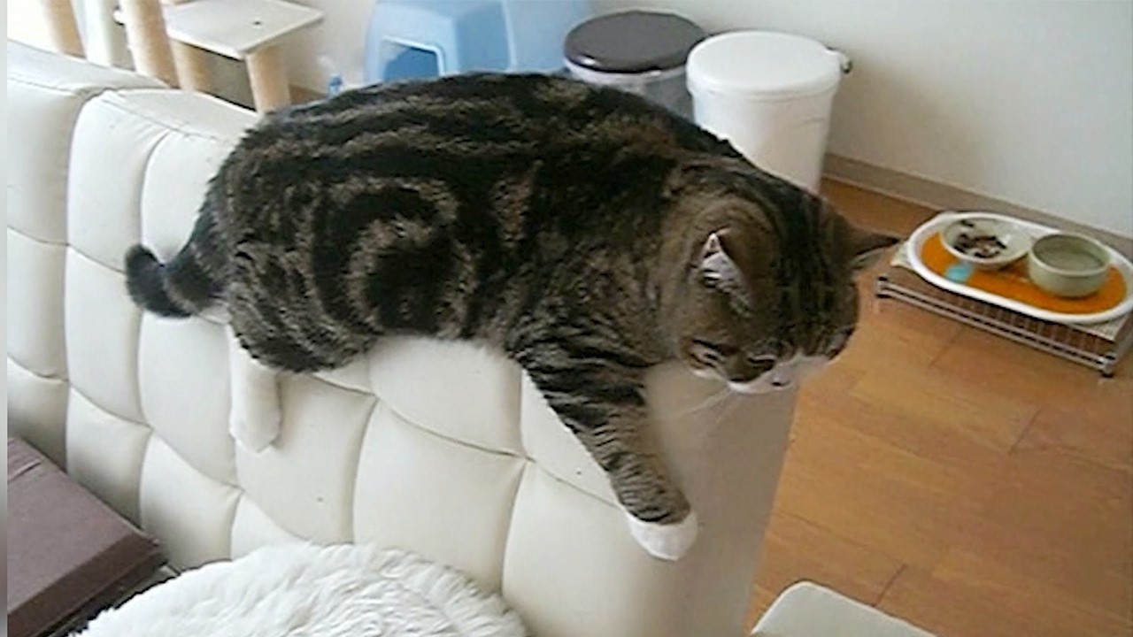 まるです17。-I am Maru 17.- - YouTube