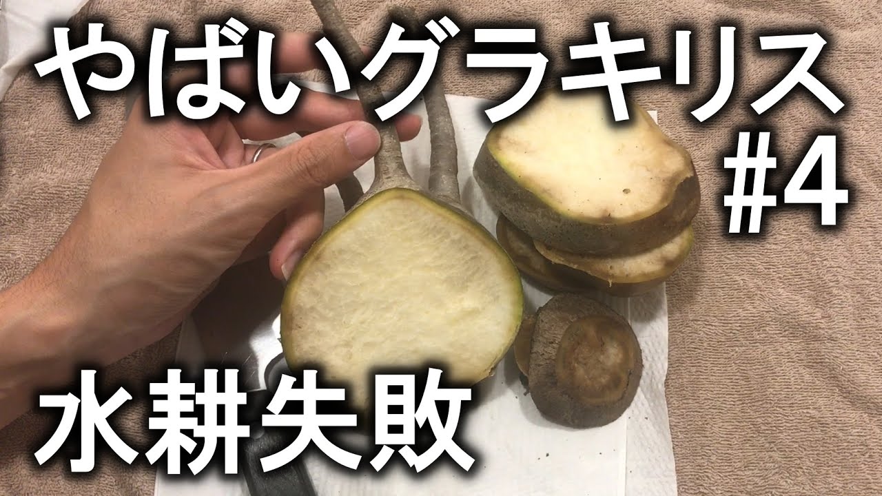 The 5,000 yen Gracilis for three plants was amazing ④ The end