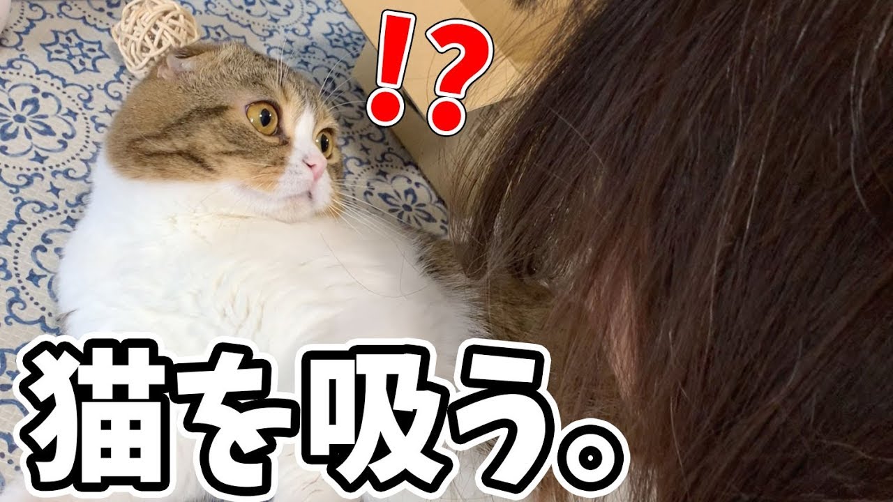 猫】猫吸い中毒になってしまったママ【スコティッシュフォールド