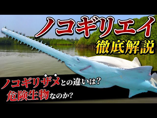 A super rare and dangerous creature? Learn all about the