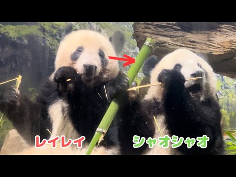 シャオシャオとレイレイ（2歳〜） - YouTube