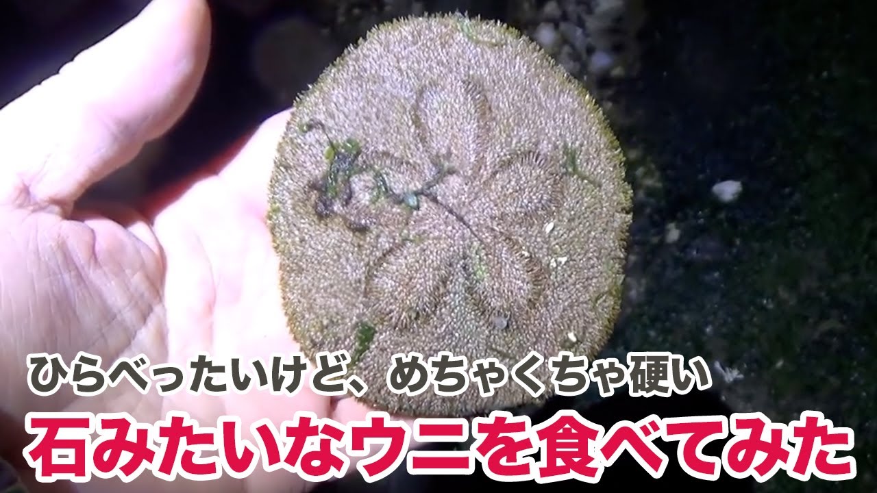 見た目も名前もヘンなウニ「タコノマクラ」を食べてみた。 - YouTube