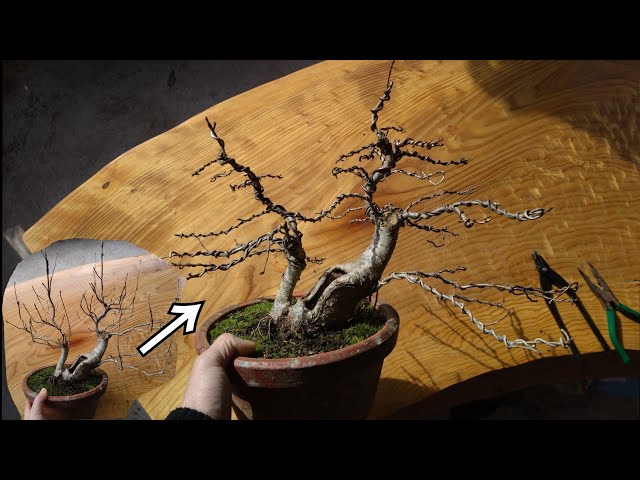 特殊な山採りをしたウラジロノキの経過報告 （針金掛け） ♯701 - YouTube