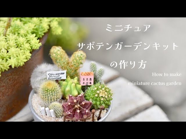 サボテンの寄せ植え】Kurumi*garden |ミニチュアサボテンガーデン