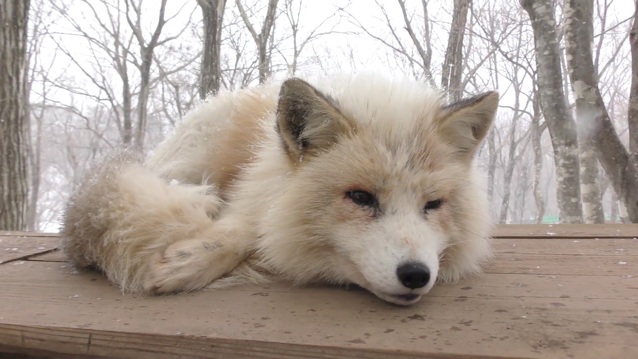 Brown Platinum Fox (Zao Fox Village, Miyagi, Japan) January 21