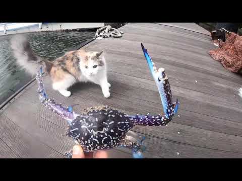 猫対ガザミ ワタリガニ三種 浅口市寄島 - YouTube