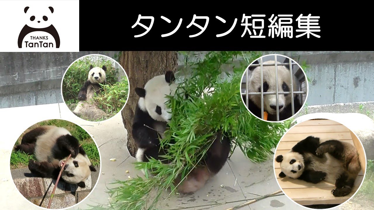 タンタン短編動画集 - YouTube