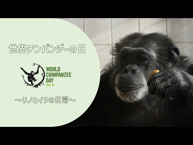 世界チンパンジーの日2024】リノとイクの日常 - YouTube