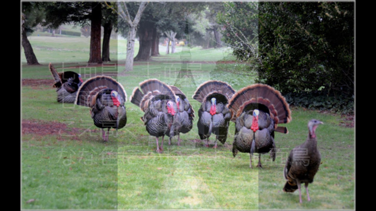 わらの中の七面鳥 - YouTube