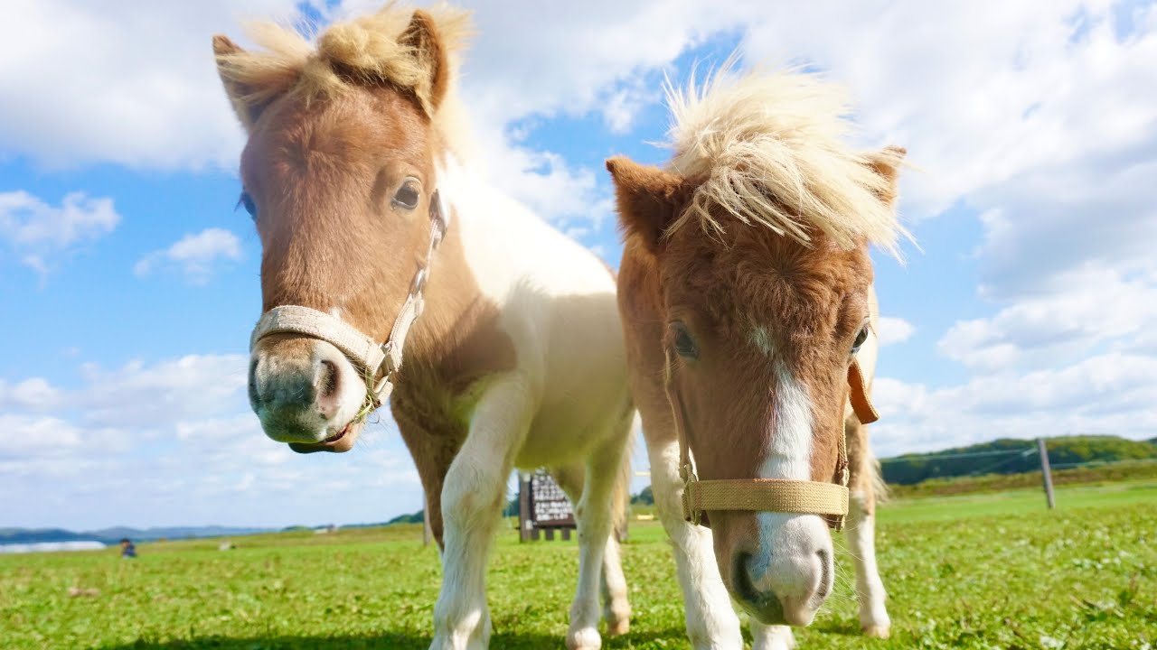 Twin miniature horses say goodbye to their mother - YouTube