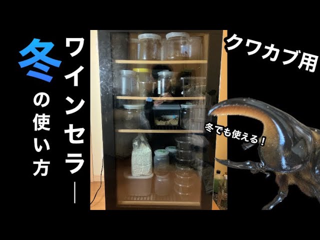 クワカブ飼育】冬でも使えるワインセラー！使い方とメリット