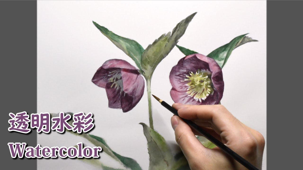 水彩画] 2時間で描くリアルなクリスマスローズのメイキング | 描き方