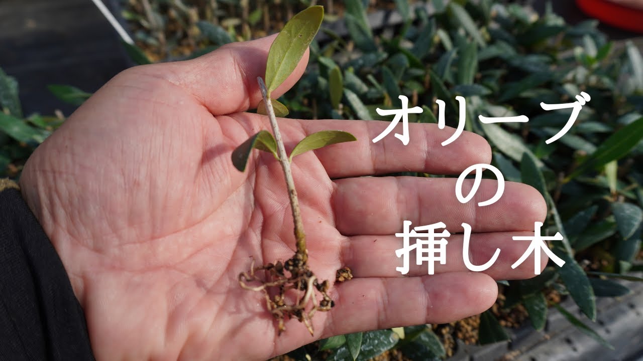 オリーブを挿し木する。 - YouTube