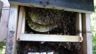 日本みつばち販売