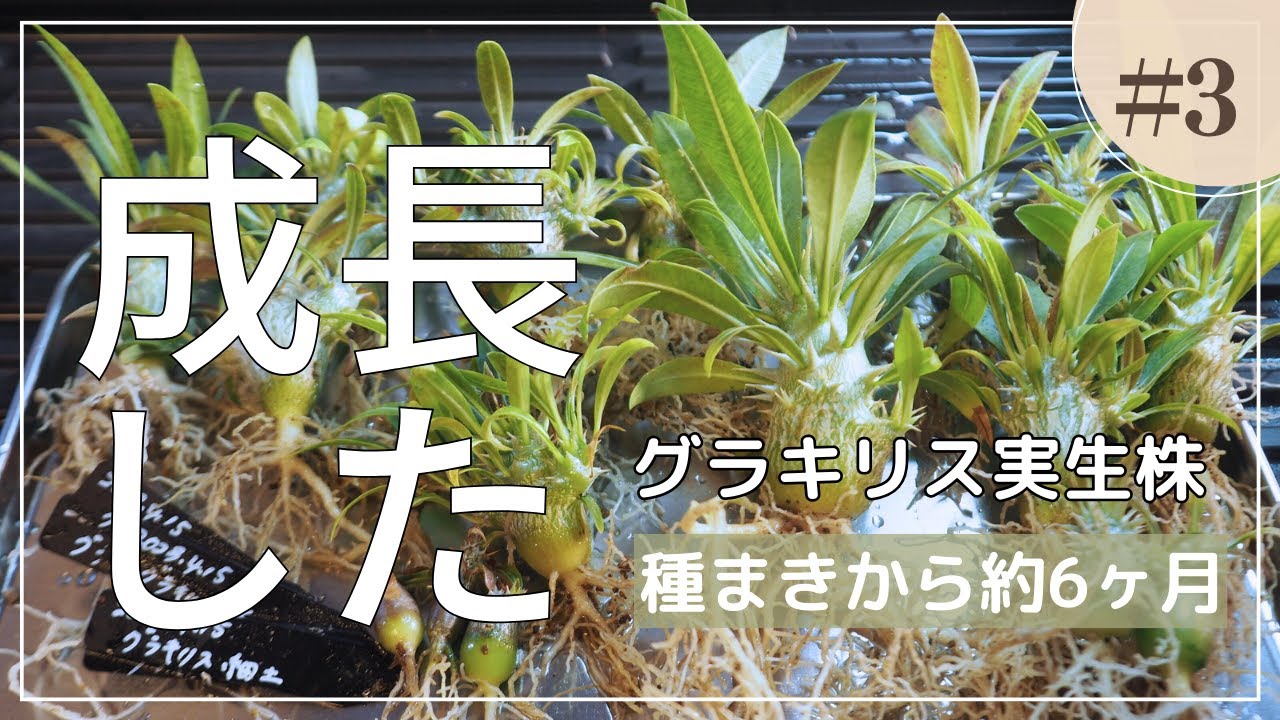 グラキリス実生株成長記録③種まきから5ヶ月半｜調子崩してるけど