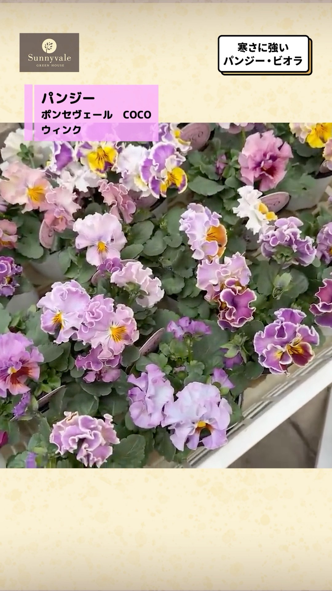 Excellent flowering! ✨] Introducing pansies and violas that can