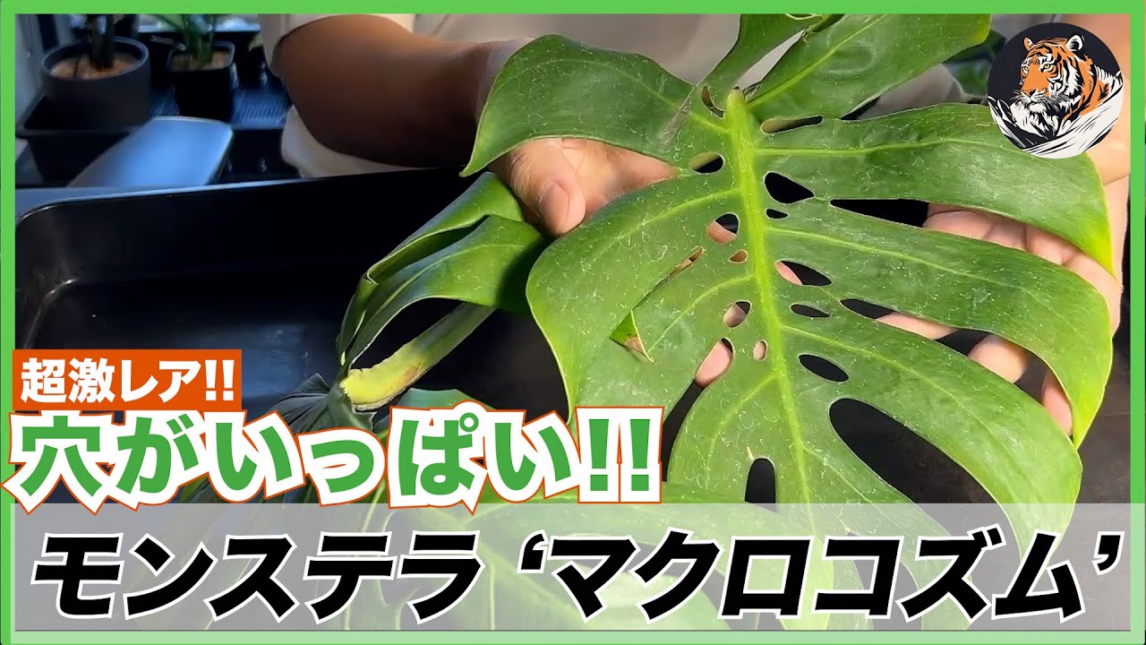 Monstera] Super rare! I bought a macrocosm with holes in the