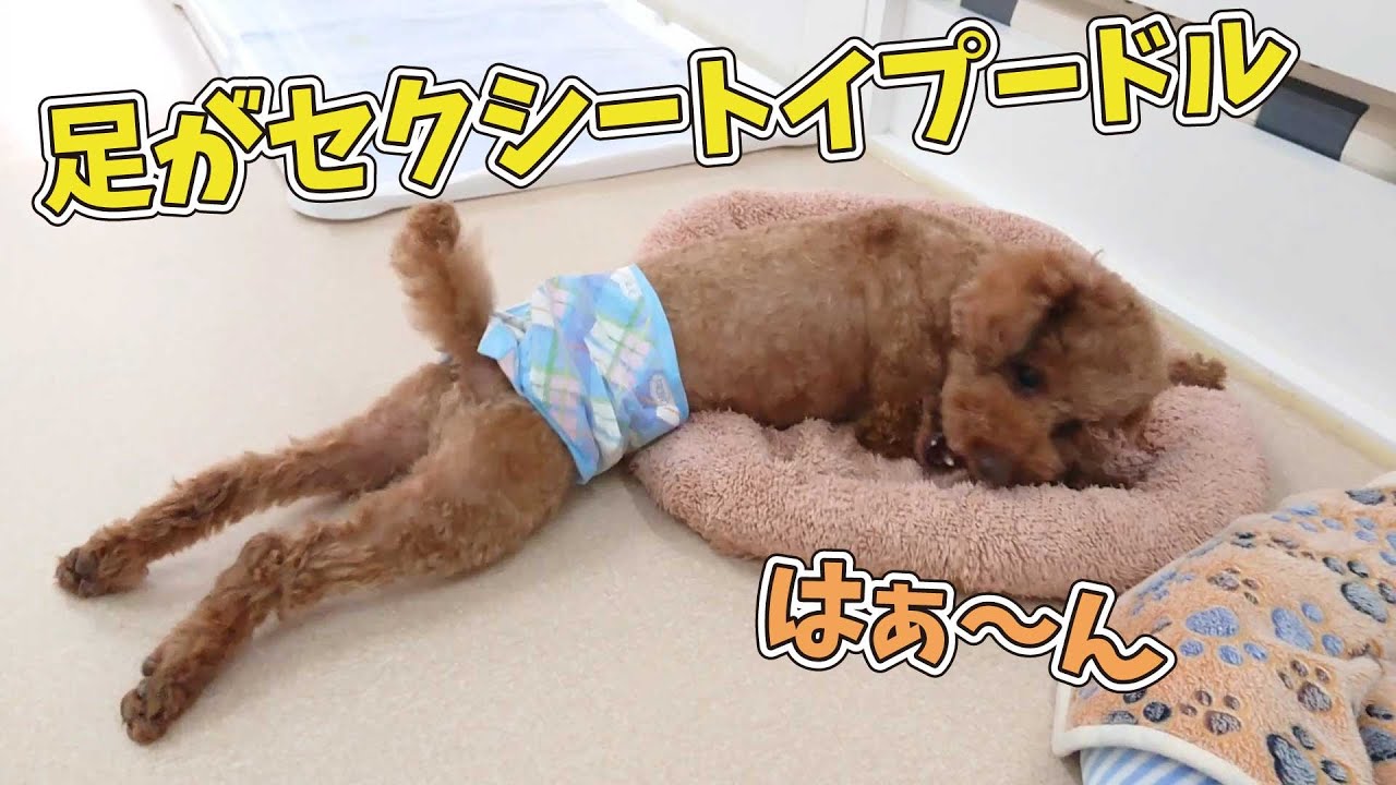 足がセクシートイプードル 🐶ひみつきちなう！#1🐶 (チワワ 柴犬 トイ