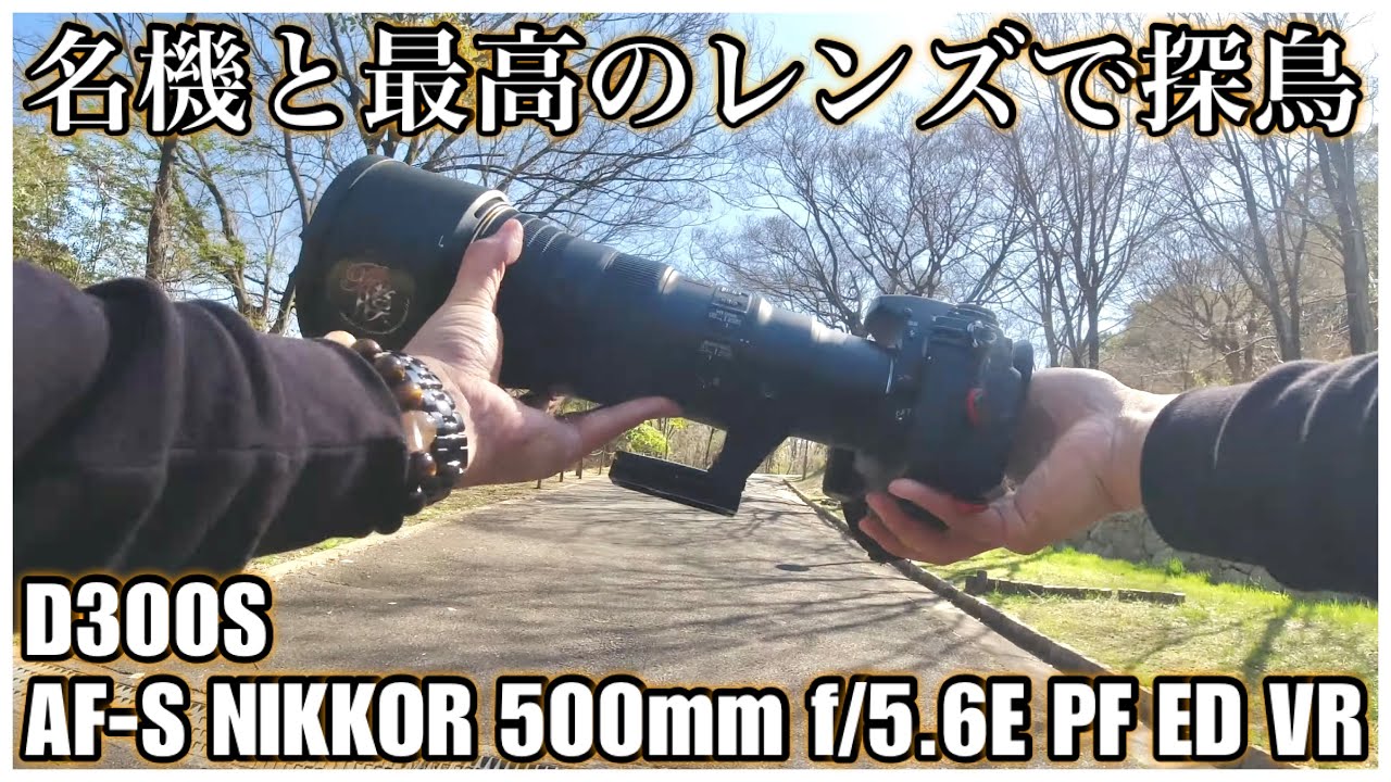 野鳥撮影】往年の名機と最高の超望遠レンズで探鳥 - D300S × 500mm f