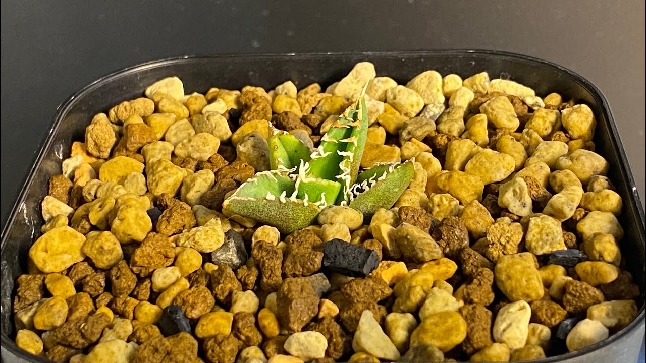 価格相談 A-253 特選 アガベチタノタ 大白鯊 強狂棘 極上小株 優良血統