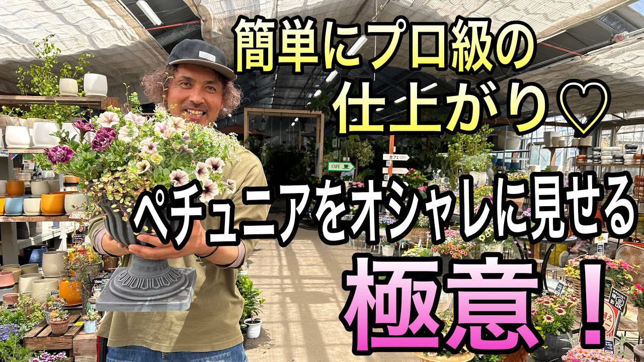 Container planting] The secret to making petunias look stylish