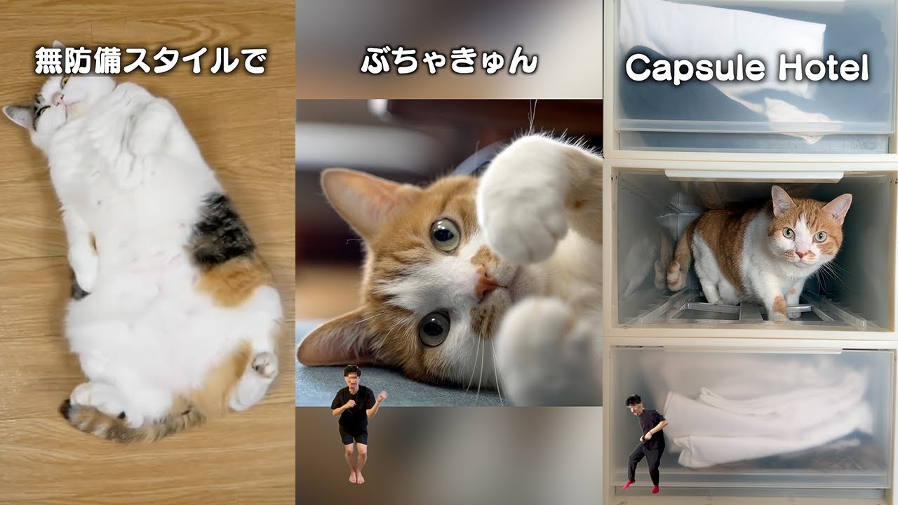 6 things only cat owners will understand - YouTube