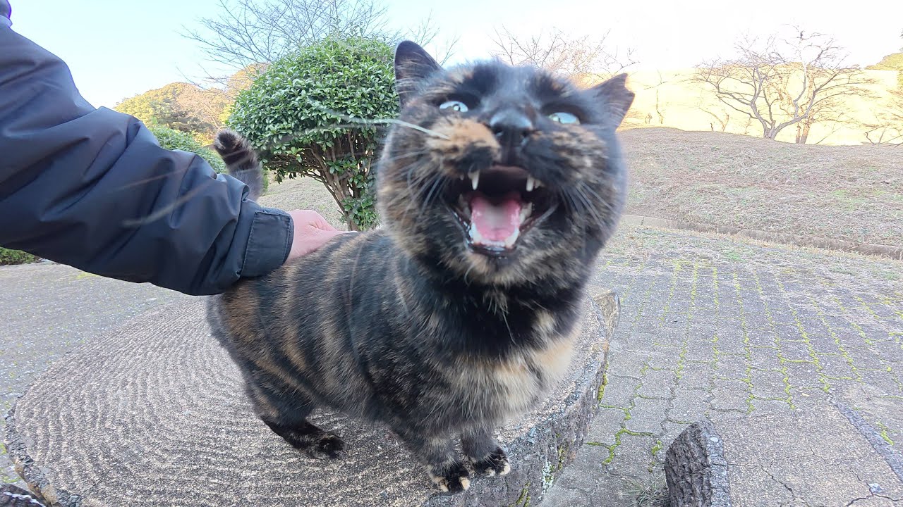 A tortoiseshell cat meows cutely to guide people to a bench - YouTube