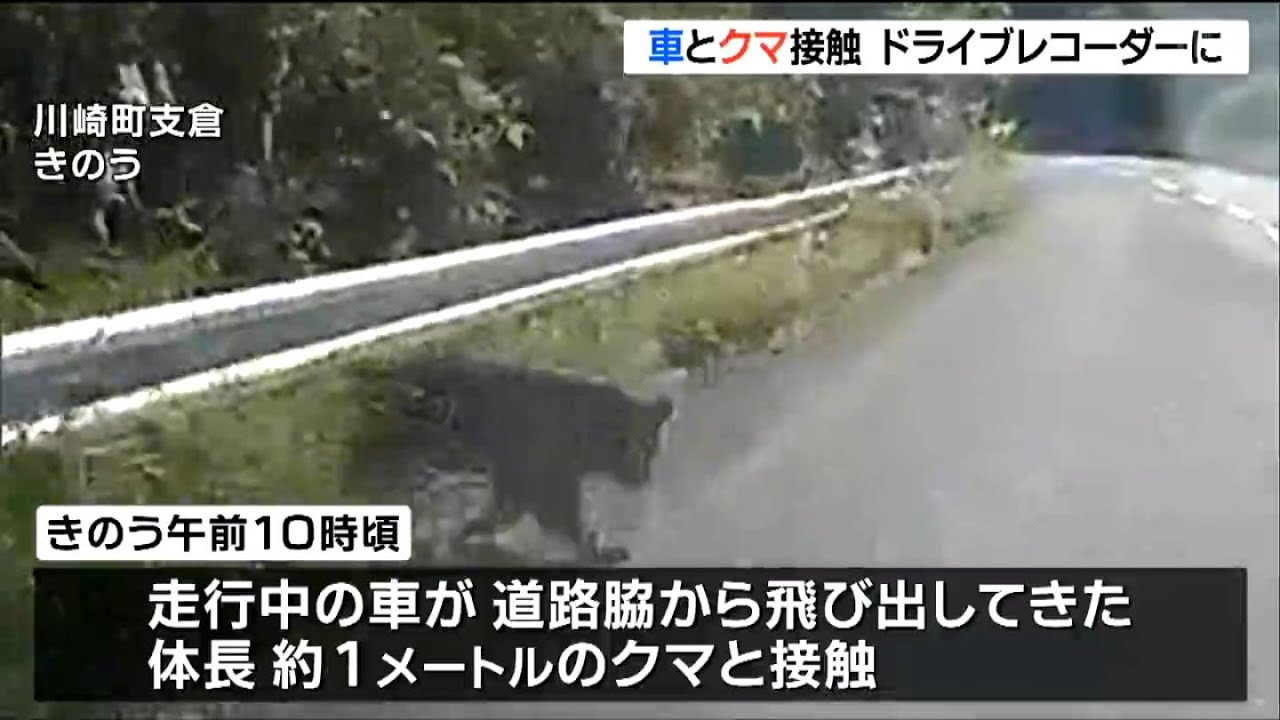 ドラレコ映像あり】走行中の車とクマが衝突 バッタリ倒れるも