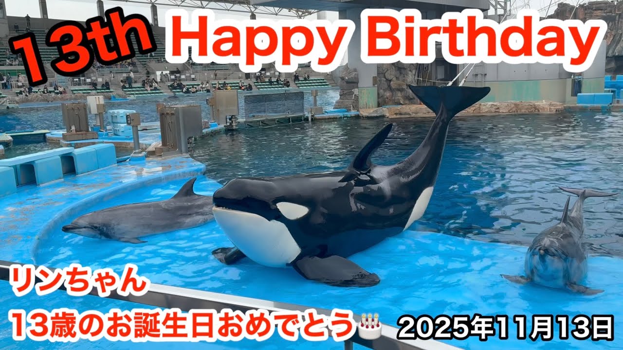 リンちゃん13歳のお誕生日おめでとう🎂 2025年11月13日【 #名古屋港